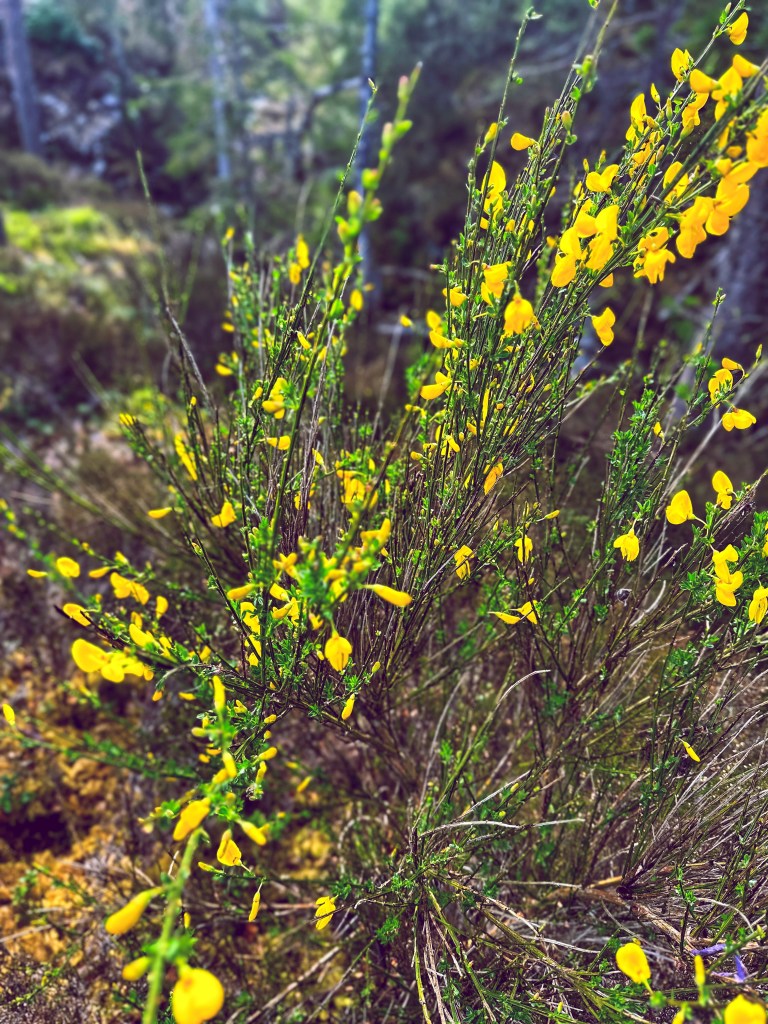 Blair Athol | Limited Photography Fine Art Print | 1 of 20 | Giclee 11" x 14" $50  | Luster 11" x 14" $35